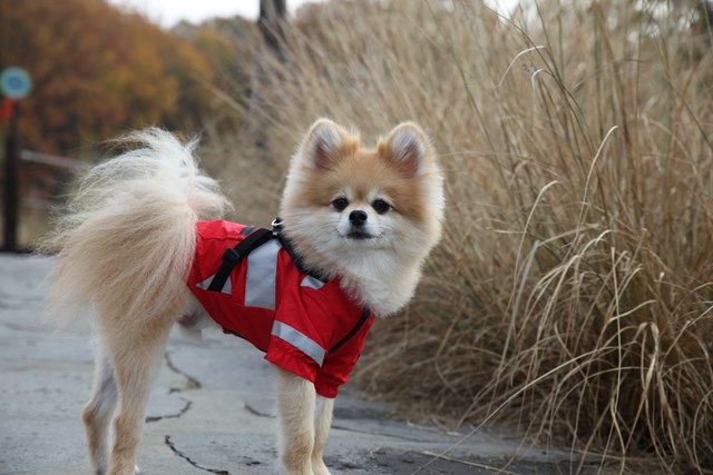 Wilderness Red - Regntäcke