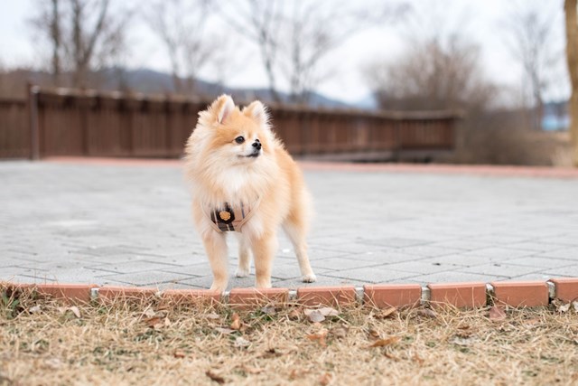 JUNIOR Beige - Jacket Hundsele