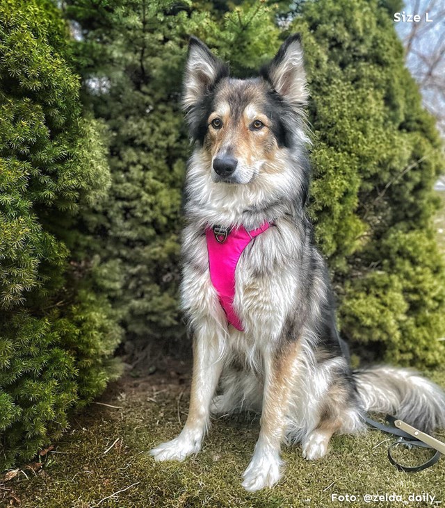 Safe-Walk Pro™ - Rosa Hundsele