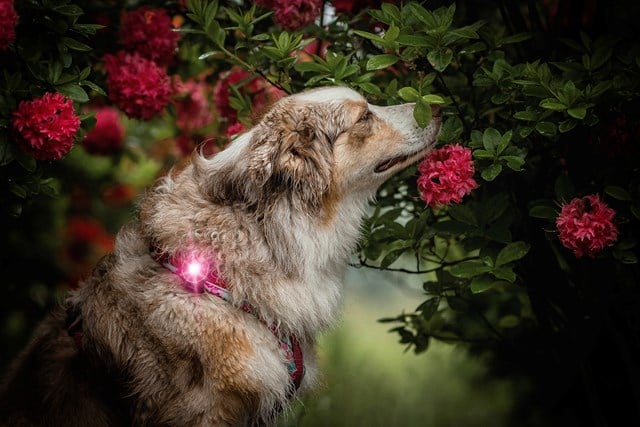 Orbiloc Safety Light Rosa