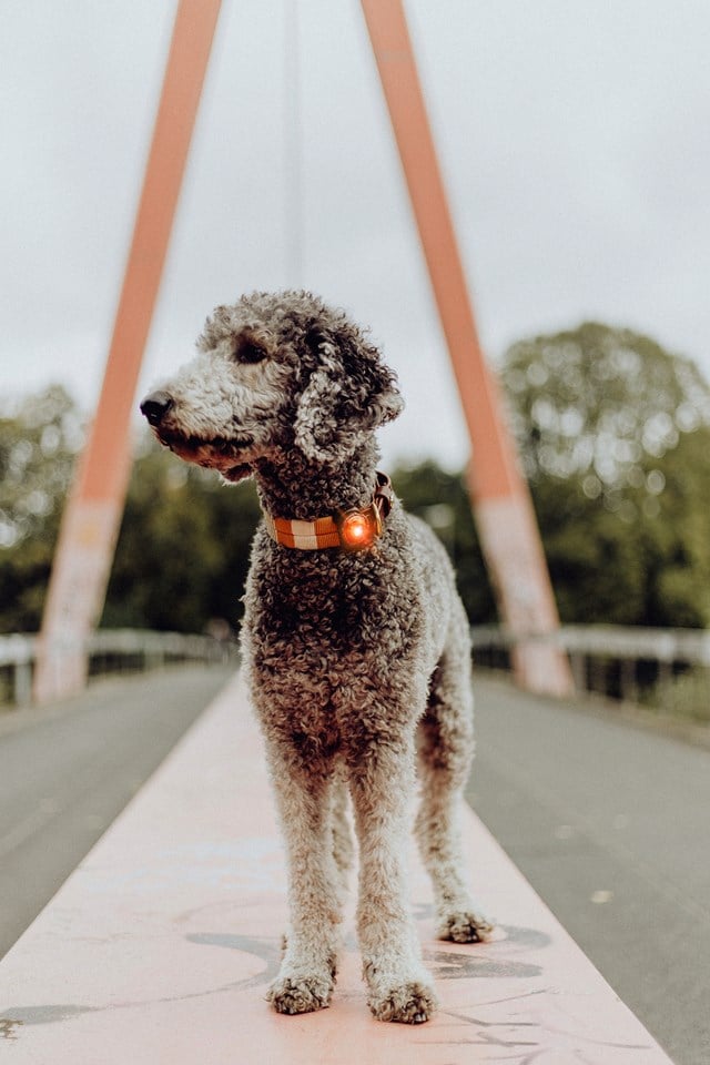 Orbiloc Safety Light Amber