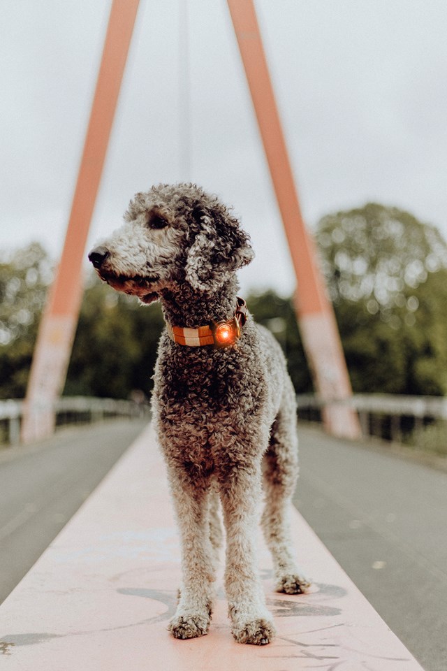 Orbiloc Safety Light Amber