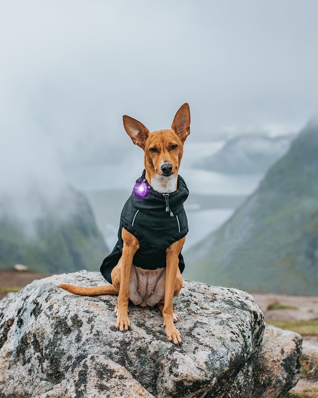 Orbiloc Safety Light - Lila