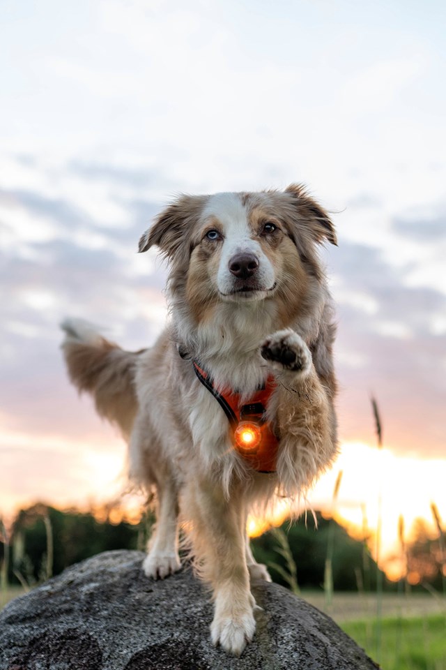 Orbiloc Safety Light Amber