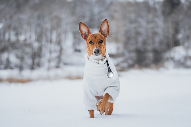 Orbiloc Safety Light Vit