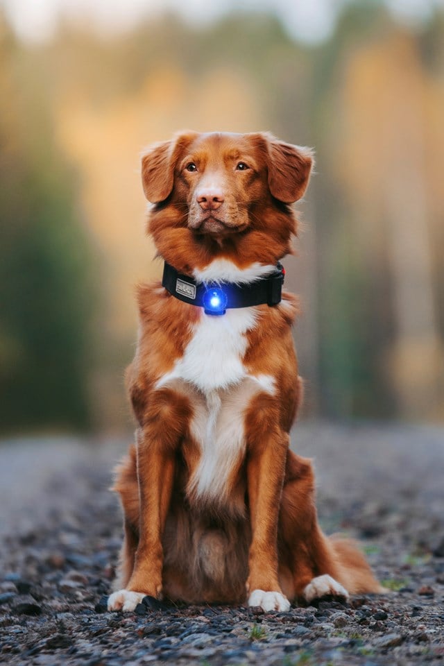 Orbiloc Safety Light Blå