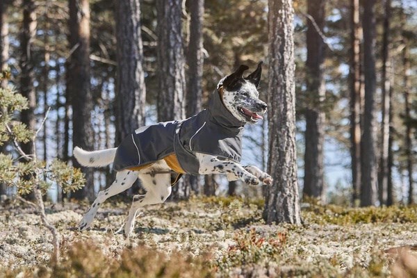 Hurtta ECO Mudventure Regntäcke - Blackberry