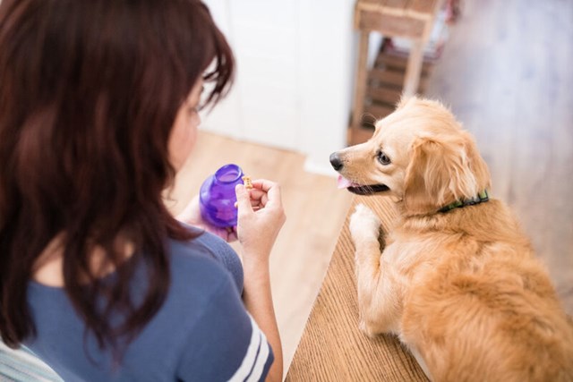 Planet Dog Orbee-Tuff Lil Snoop Aktiveringsleksak - Lila