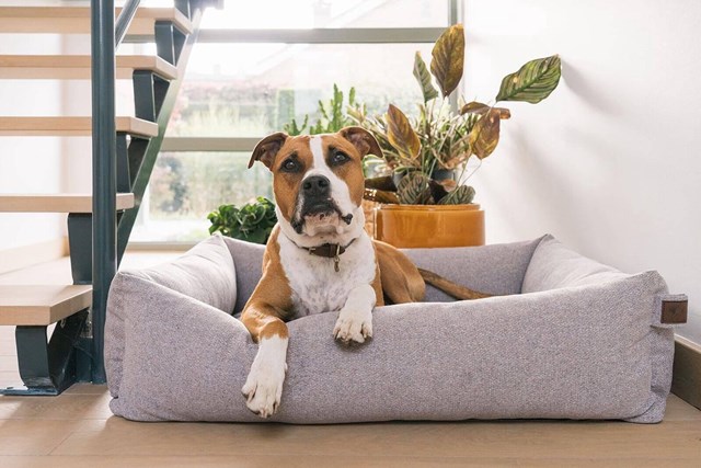 Fantail Snug Ortopedisk Hundbädd - Nut Grey