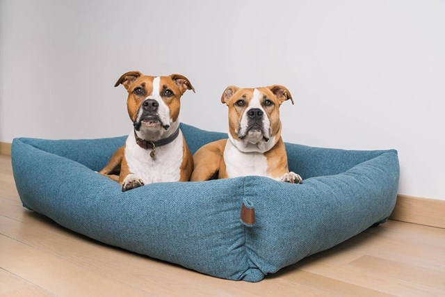 Fantail Snug Ortopedisk Hundbädd - Cosmic Blue