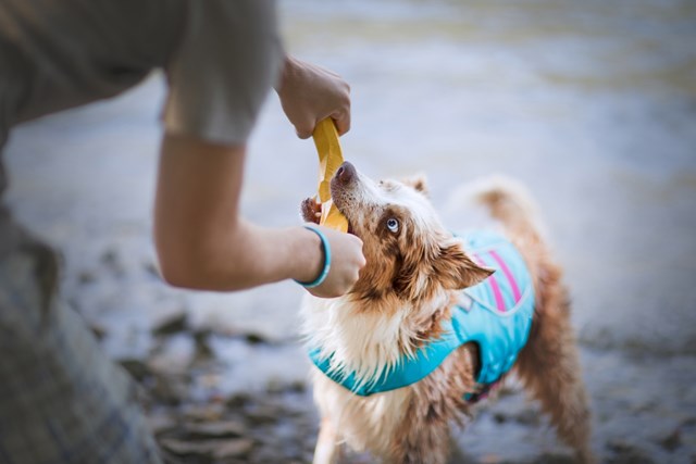 Gnawt-a-Stick Flytande Pinne - METOLIUS BLUE