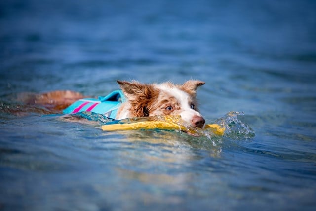 Gnawt-a-Stick Flytande Pinne - Sockeye Red