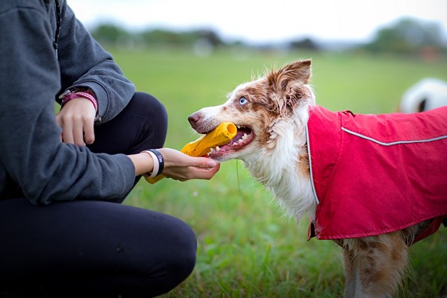 Gnawt-a-Stick Flytande Pinne - METOLIUS BLUE