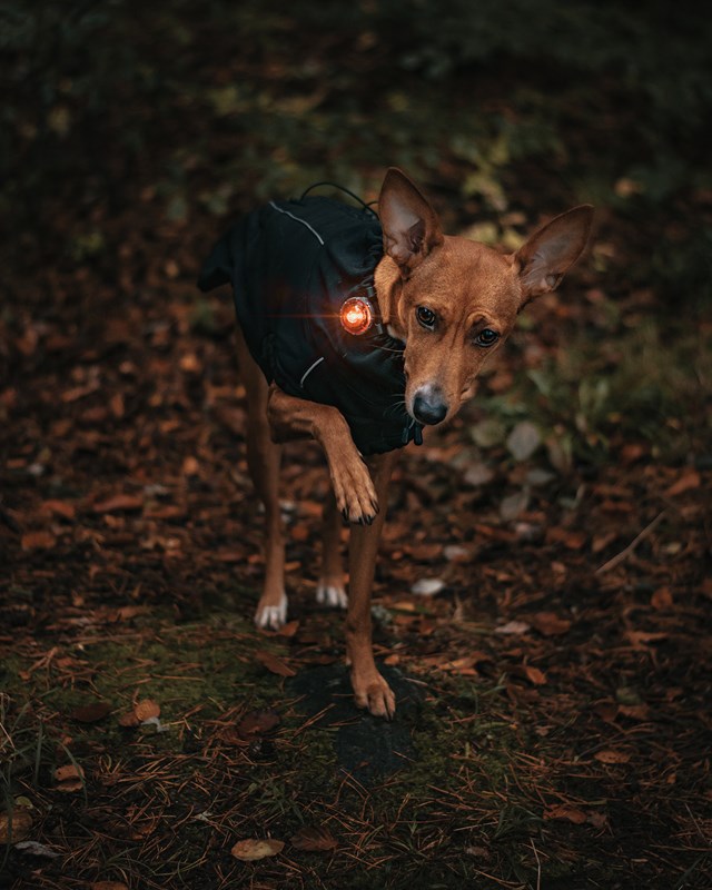 Orbiloc Safety Light Amber