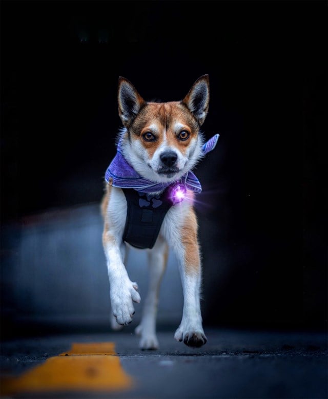 Orbiloc Safety Light - Lila