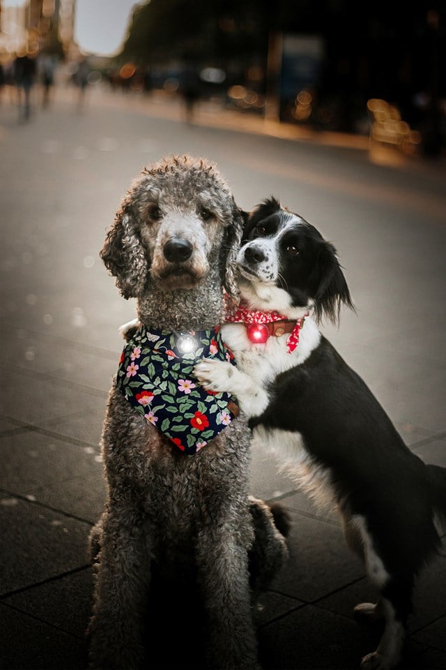 Twin Dual Safety Light