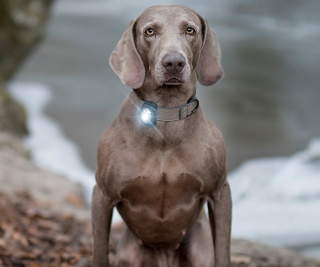 Orbiloc Safety Light Dark