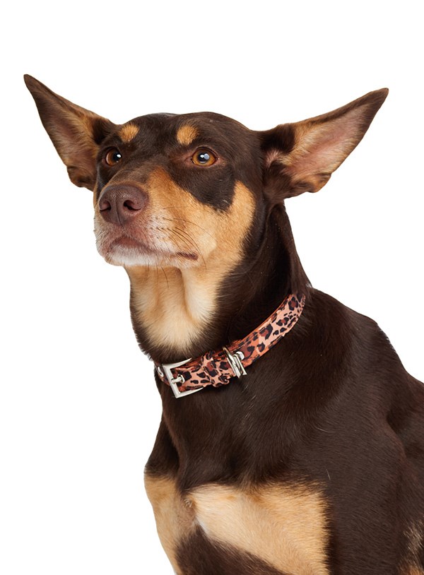 Cheetah Print HUNDHALSBAND