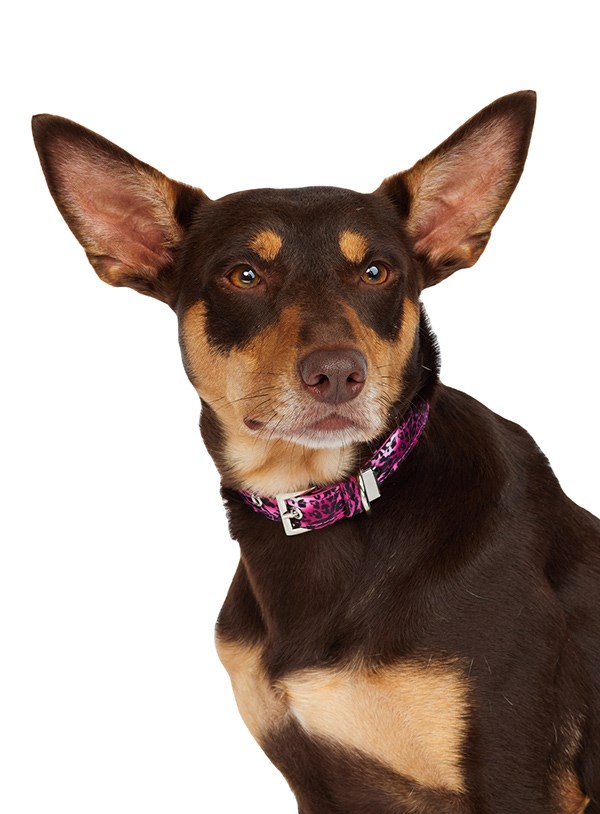 Pink Leopard Print Hundhalsband