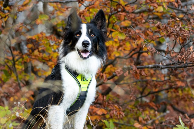 K9 IDC Longwalk Neon/Grå