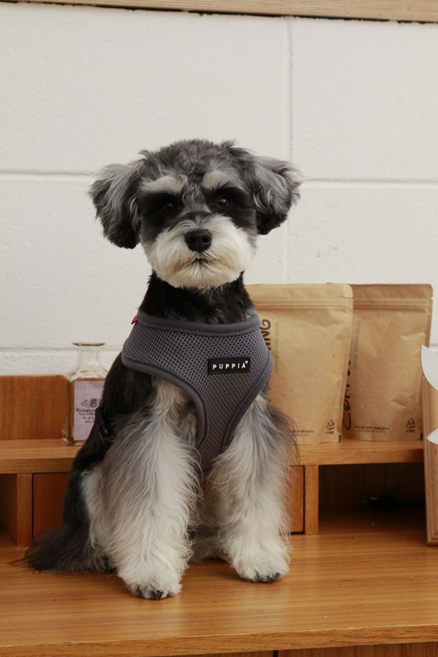 SOFT Grey - Hundsele