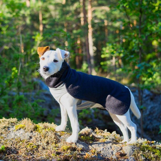 Recovery Winter Shirt - Grå Hundtröja i ullmix