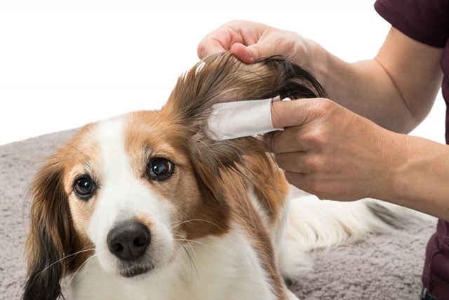 Fingertutor med Aloe Vera för öronvård - 50 st