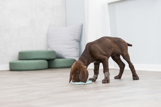 Junior Lick'n'Snack Foderplatta