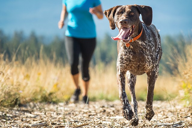 Frisco Läderhalsband