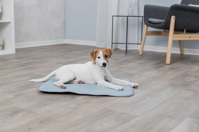 Junior Fresh Kyldyna - Mint