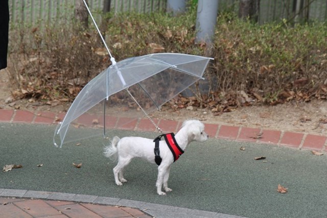 Umbrella - Praktiskt Hundparaply