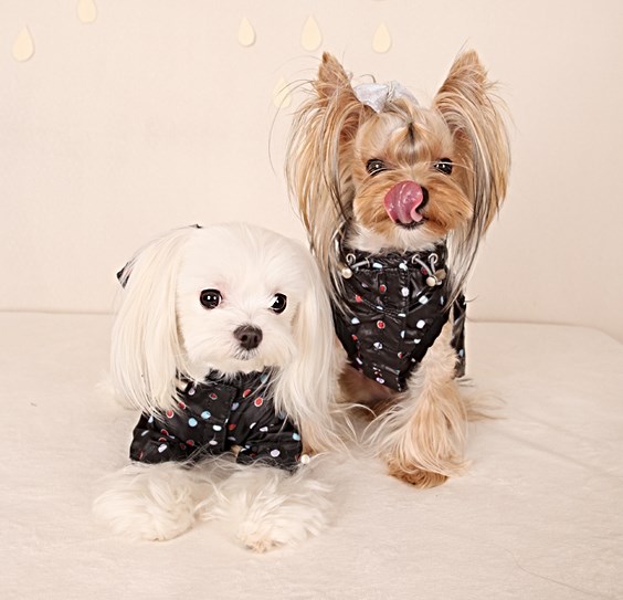 BIMANE - URBAN OUTDOOR Vest Dot Print