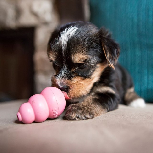 Kong Puppy Small