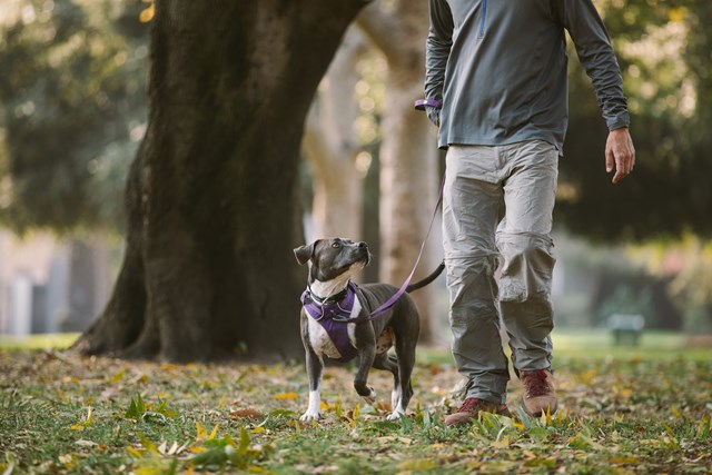 Front Range HUCKLEBERRY BLUE Hundsele