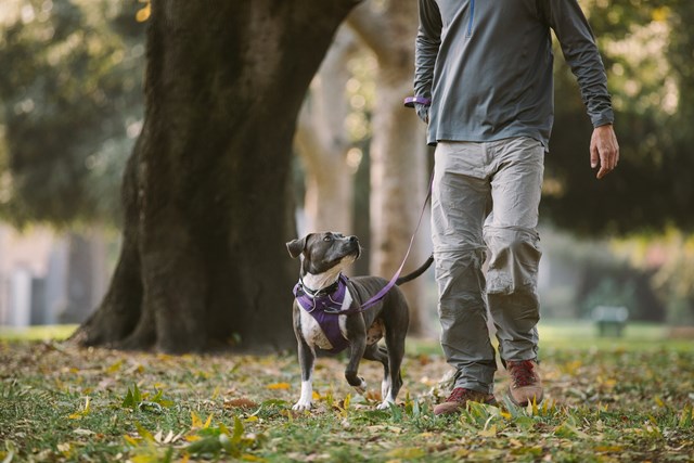 Front Range Huckleberry Blue Koppel