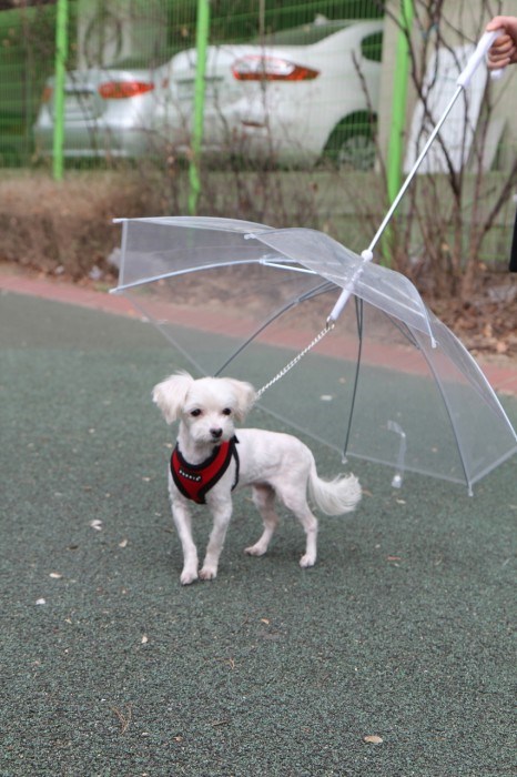 Umbrella - Praktiskt Hundparaply