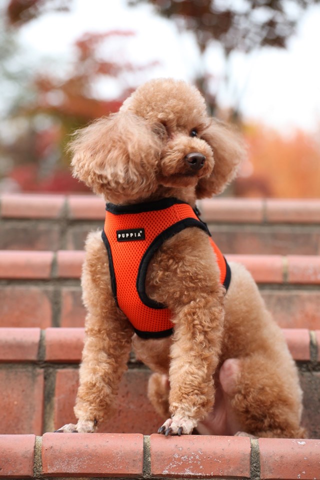 SOFT VEST Orange - Hundsele
