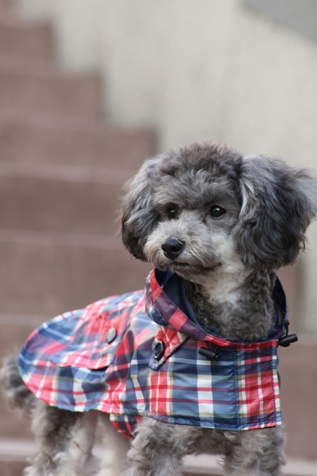 Barrington Navy - Regntäcke