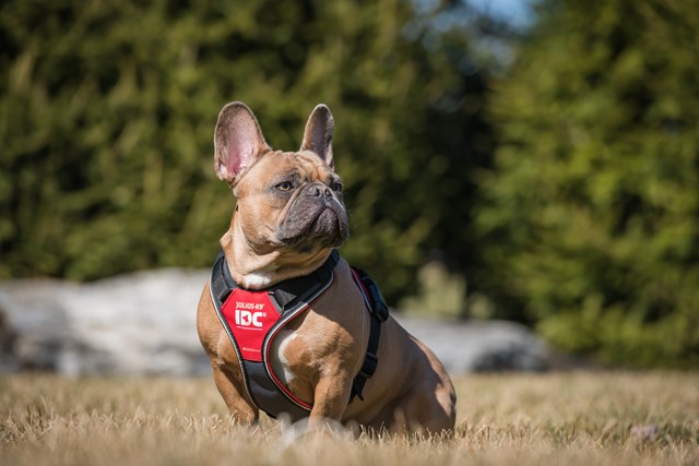 K9 IDC Longwalk Röd/Grå