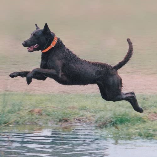 GG Waterproof Halsband - ROSA