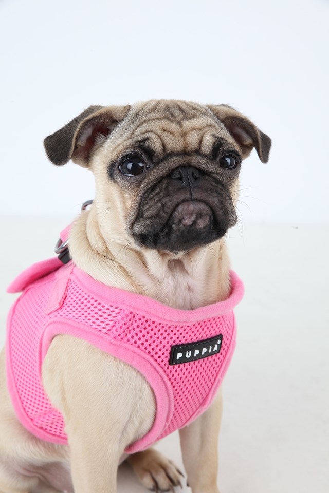 SOFT VEST Pink - Hundsele