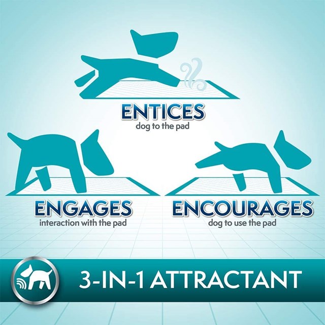 Training Pads - Absorberande Valpmattor 100 st