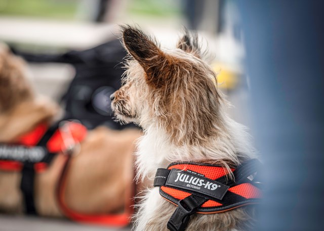 K9 Powair Sele Orange