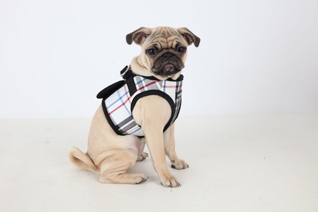 JUNIOR Black - Jacket Hundsele