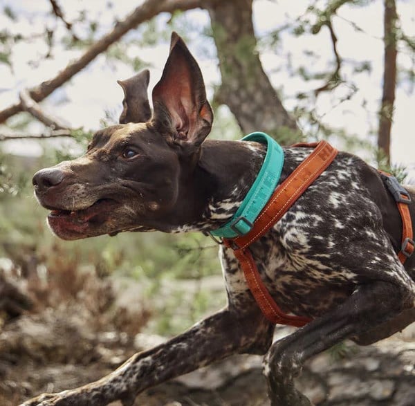 Casual ECO Halsband - Peacock