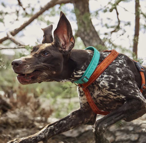Casual ECO Halsband - Peacock