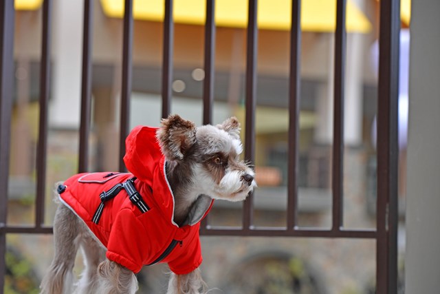 Mallory Red - Hundtäcke med Integrerad Sele