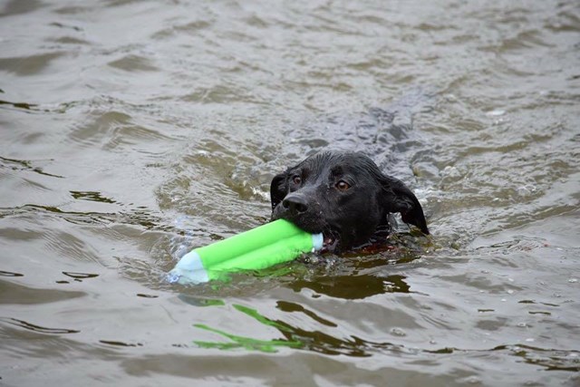 Amphibious Bumper Dummy