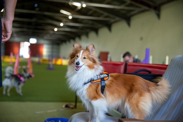 K9 Powair Sele Orange