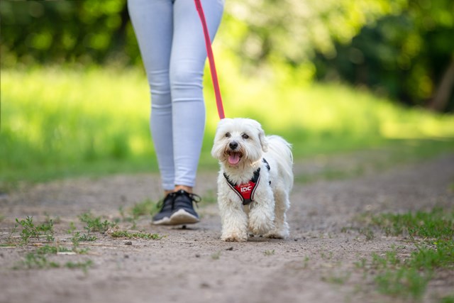 K9 IDC Longwalk Röd/Grå